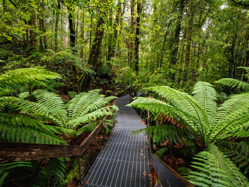 Ferns Mt Donna Buang